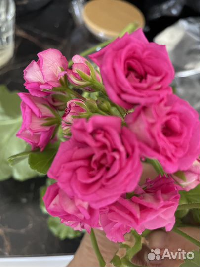 Пеларгония