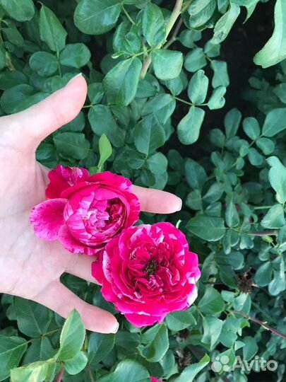 Кусты роз, розы