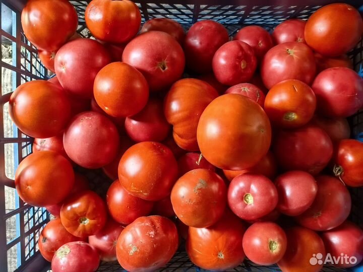 Помидоры домашние