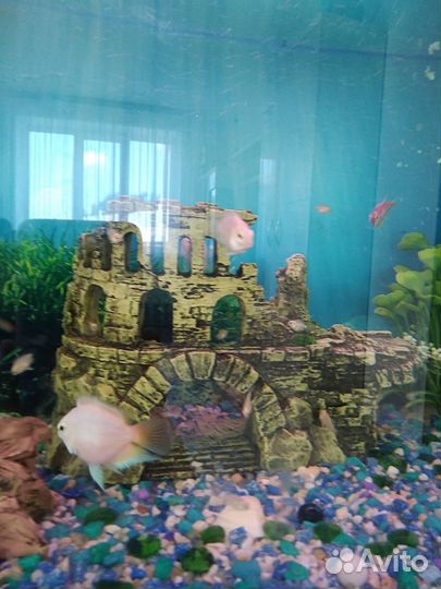 Рыбка попугай