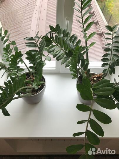 Замиокулькас (долларовое дерево)