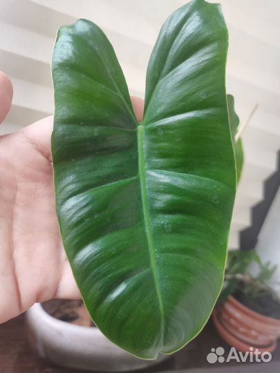 Филодендрон бурле макс