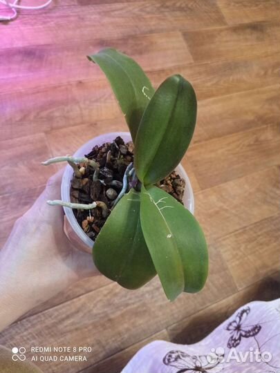 Орхидея фаленопсис, Азия