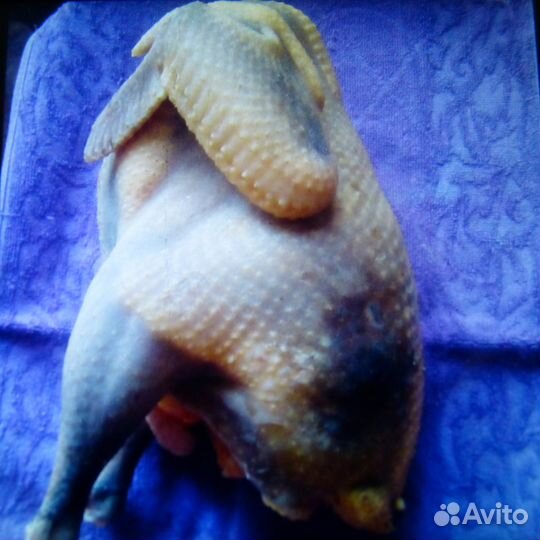 Мясо птицы домашней