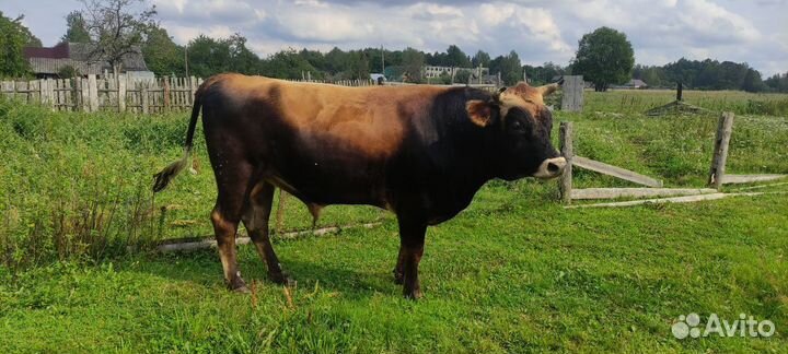 Джерсейский бык