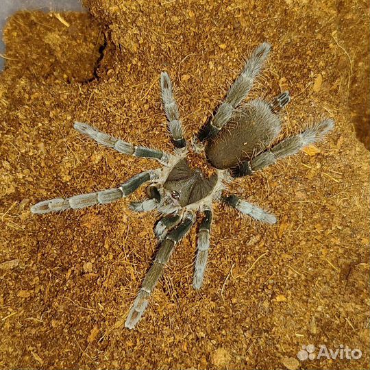 Пауки птицееды самки