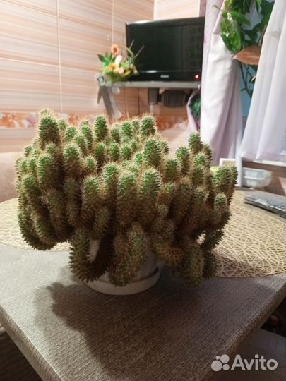 Кактус