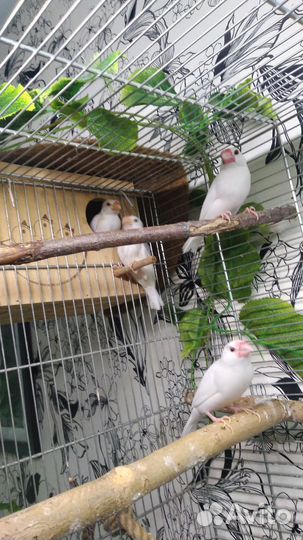 Рисовая амадина