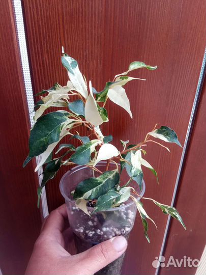 Фикусы Взрослые