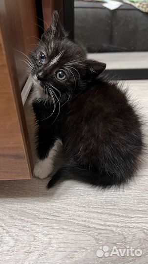 Кошка в дар