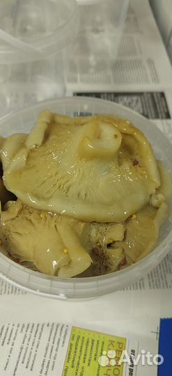 Грибы грузди соленые очень вкусные