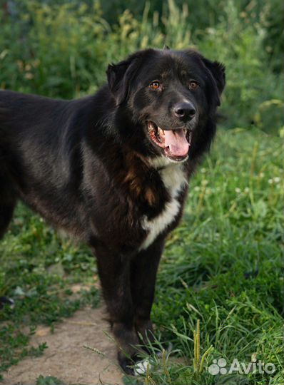 Крупная собака Алтай ищет семью