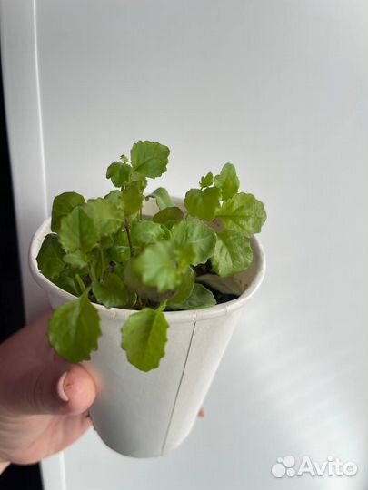 Лобелия плетистая