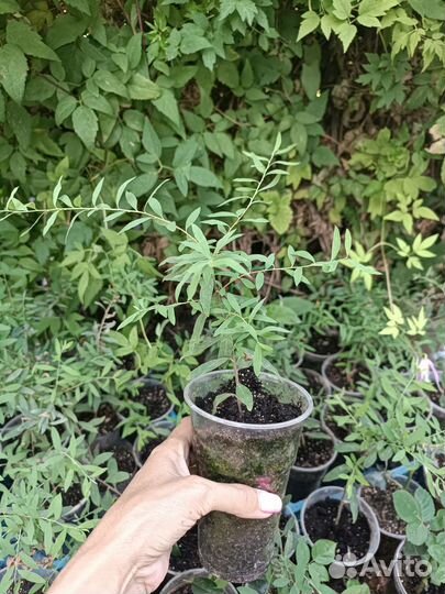 Спирея грефштейм