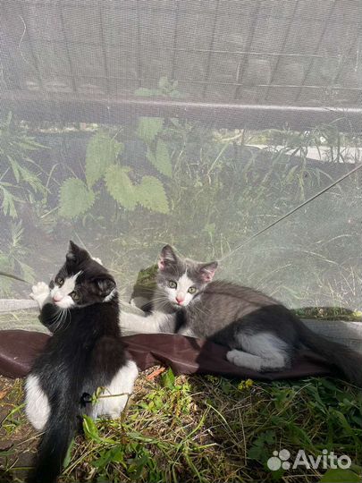 Кошка