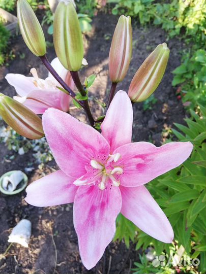 Лилии луковицы