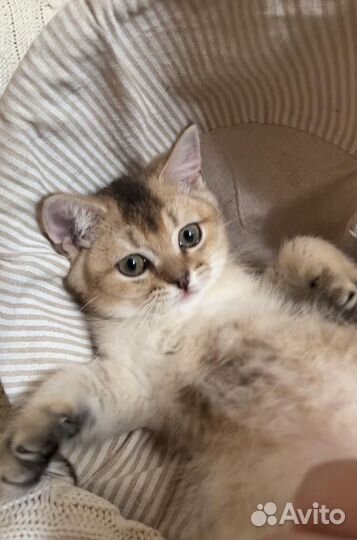 Британская золотая шиншилла котенок девочка ny25
