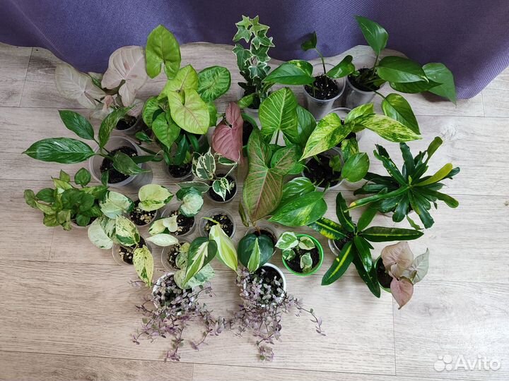 Комнатные растения цветы