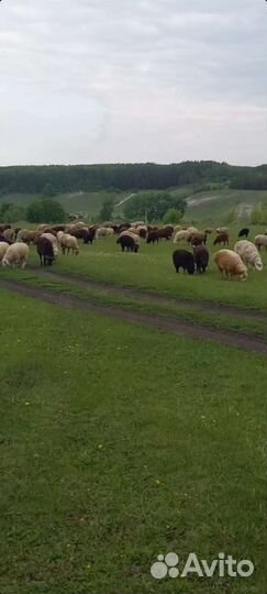 Овцы и телки на Курбан Байрам