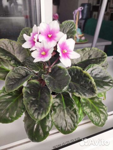 Цветущие фиалки