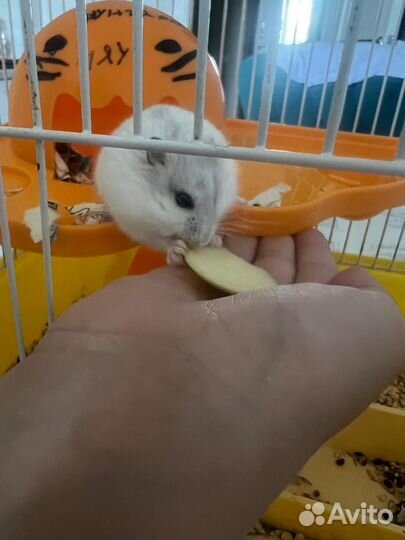 Джунгарский хомяк с клеткой