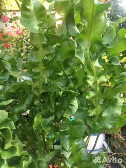 Папоротник микросорум