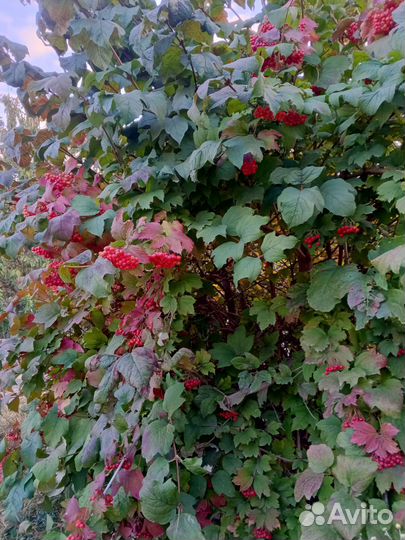 Калина ягоды