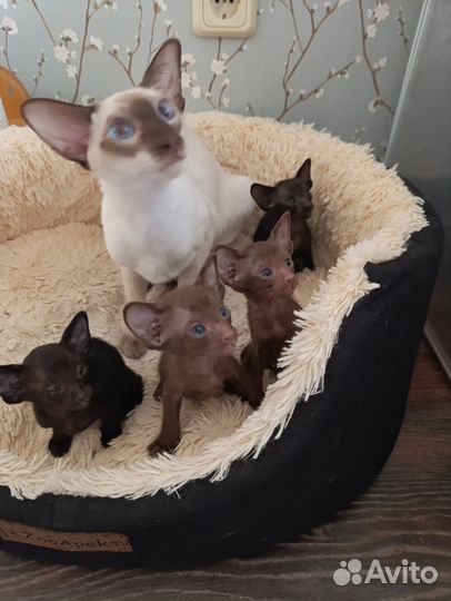 Ориентальные котята