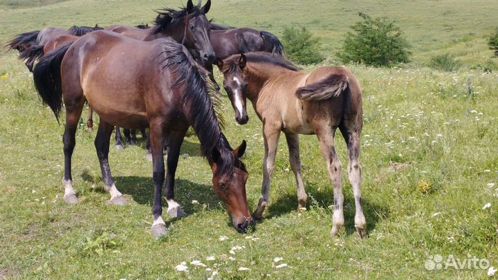 Лошадь с жеребенком