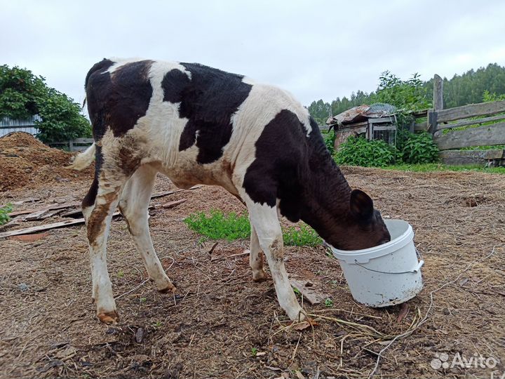 Корова телка