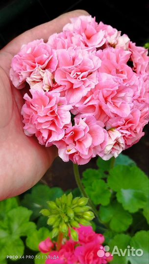 Пеларгония юв Десерт Моти