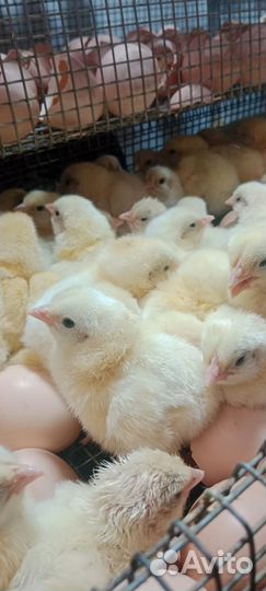 Бройлерные цыплята