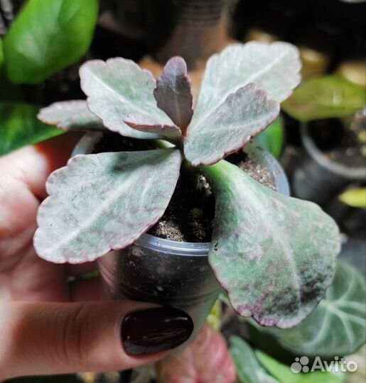 Каланхоэ Куропатка