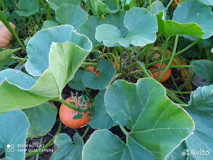 Тыква, кабачки