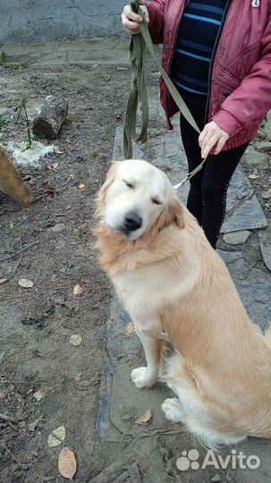 Золотистый Ретривер вязка