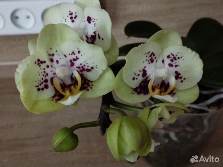 Орхидея фаленопсис