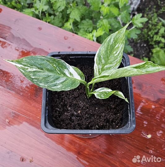 Спатифиллум