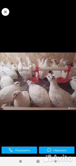 Техасский перепел