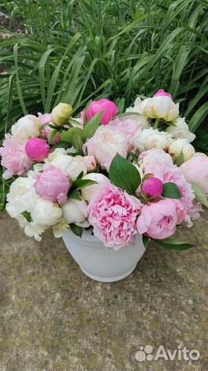 Цветы пионы от производителя