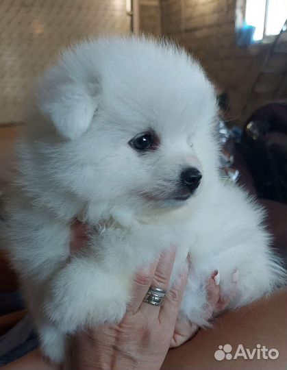 Японский шпиц