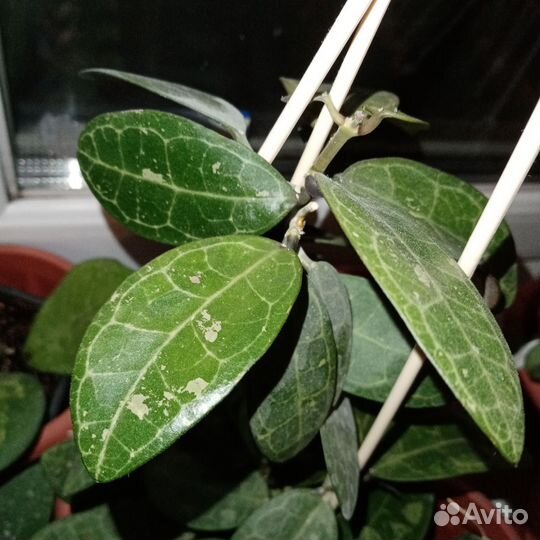 Хойя свежие срезы