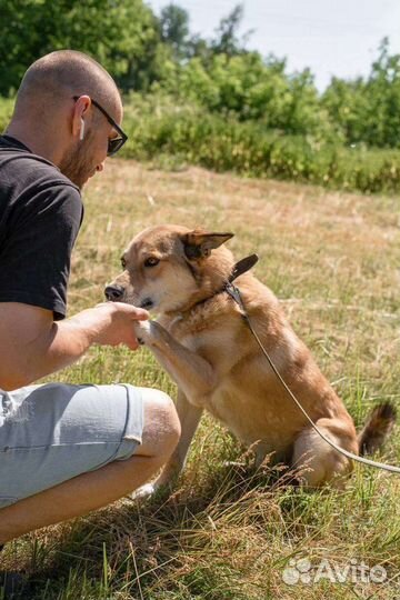 Собака в добрые руки