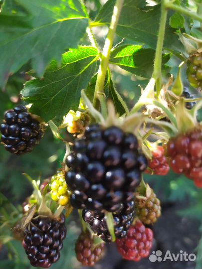 Малина ремонтантная. Жимолость. Ежевика