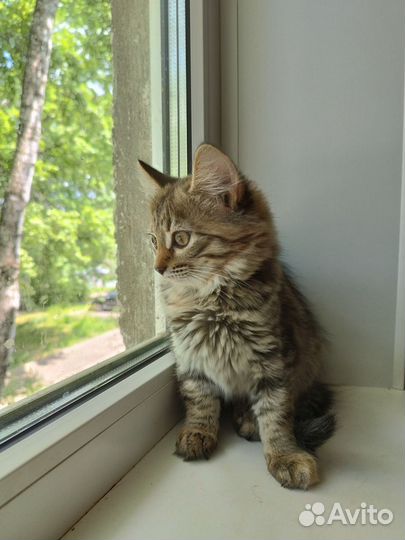 Домашние животные кошки