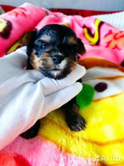 Няшные Кукляшные 3 девочки и мальчик цветного йорк