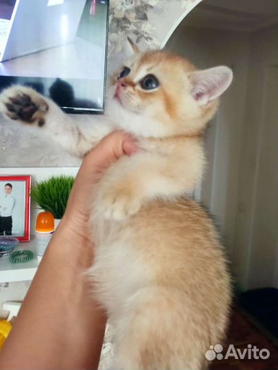 Котята золотая шиншилла