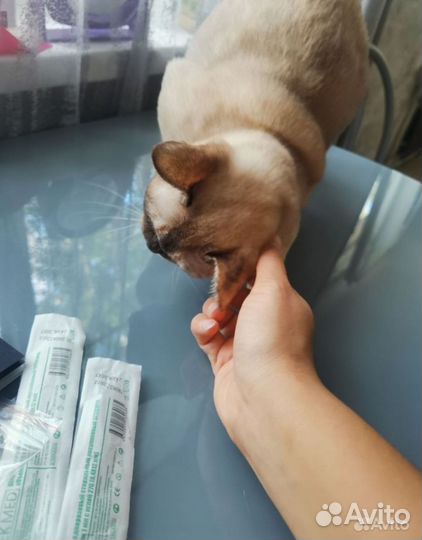 Ветеринарный врач на дом