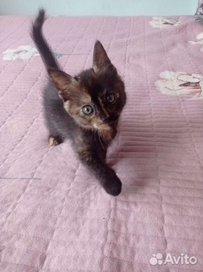 Кошка в дар