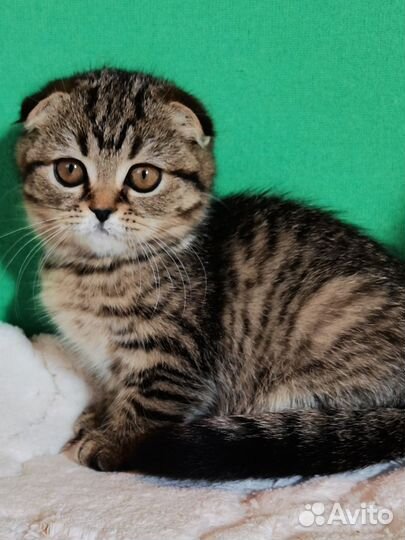 Шотландская вислоухая кошка