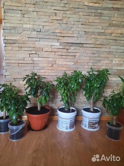 Денежное дерево толстянка крассула